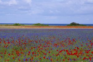 Blumenmeer am Ostseestrand in LanckenBlumenmeer am Ostseestrand in Lancken