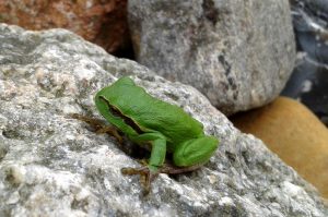 ein neuer Mitbewohner