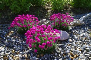 Grasnelken im Kiesgarten