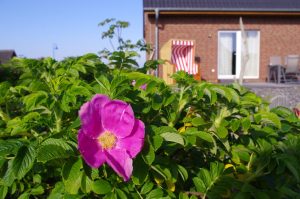 Rosa Rugosa mit ersten Blüten