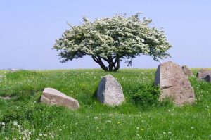 Grßsteingrab bei Nobbin